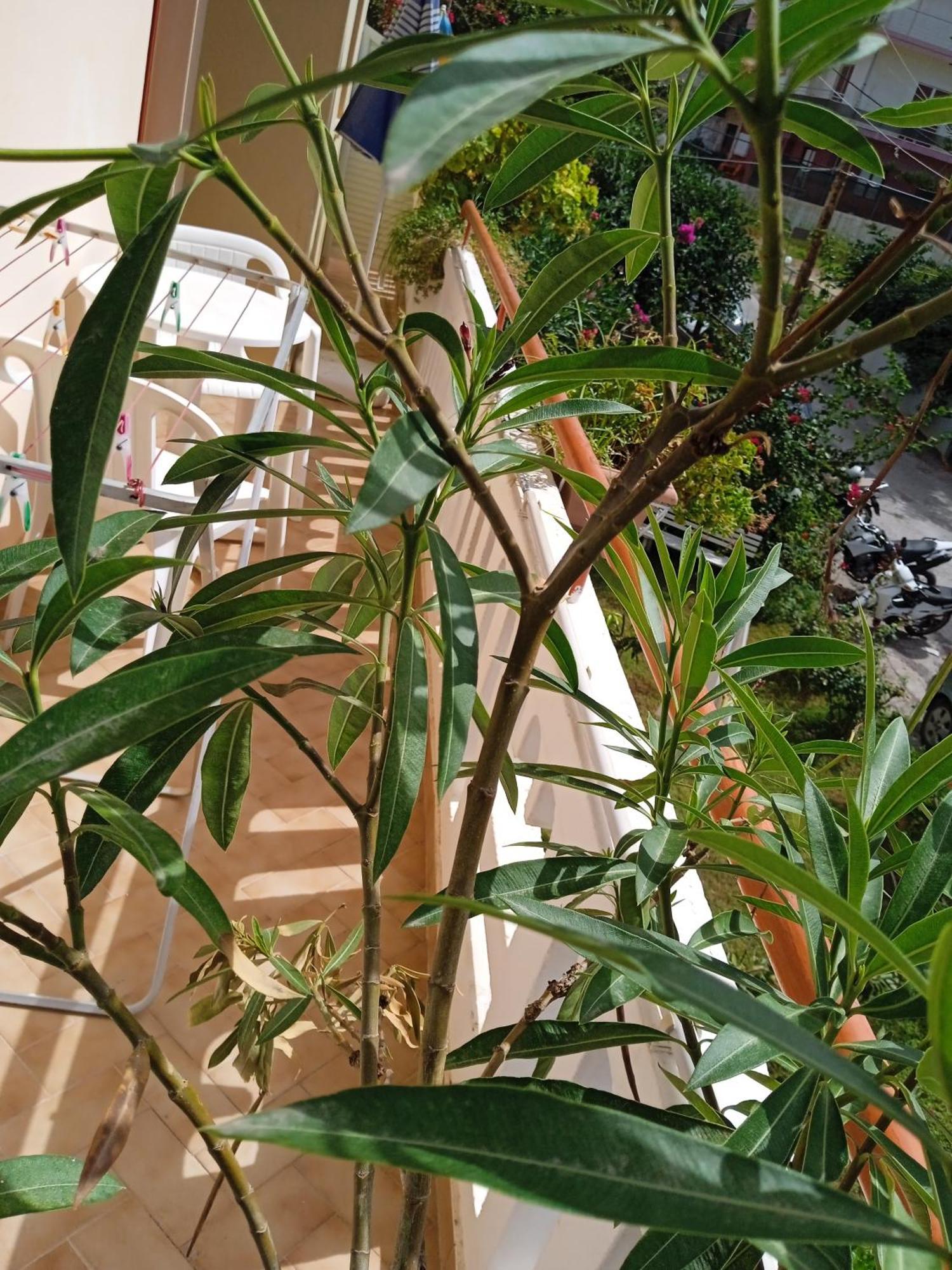 Ilona Apartments Chania Káto Darátsos Rom bilde